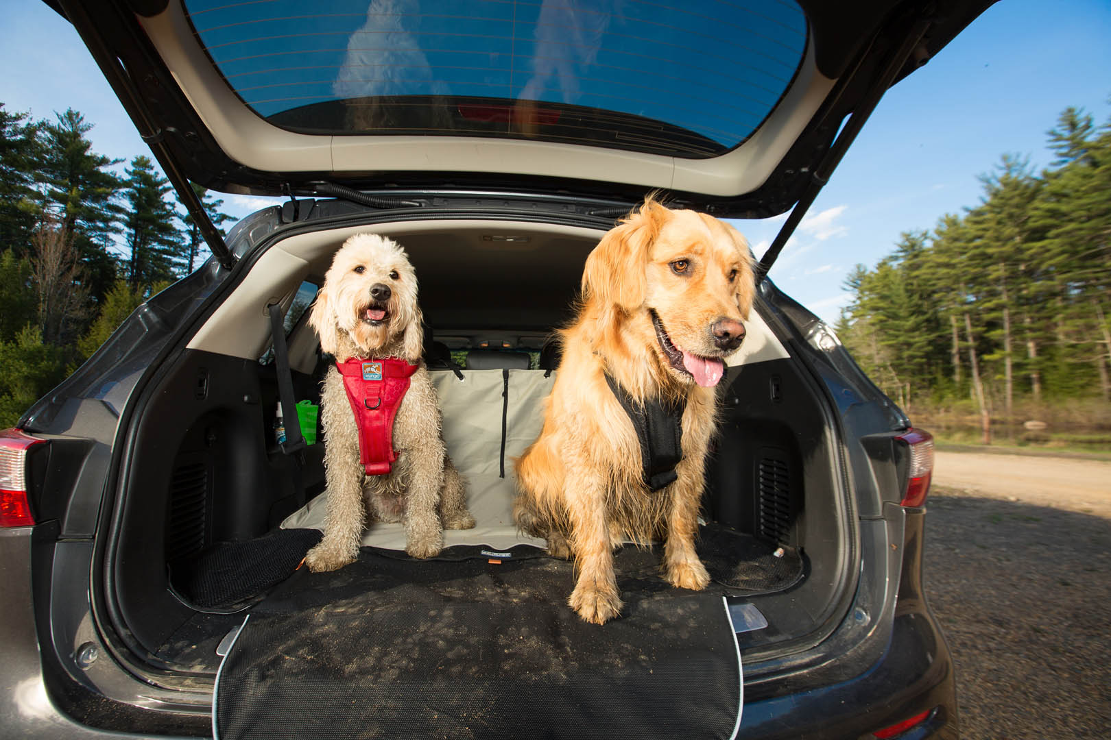 Zwei Hunde sitzen mit Kurgo Geschirren im Kofferraum eines Autos